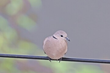 female Red collared dove (Streptopelia tranquebarica) perching on power line