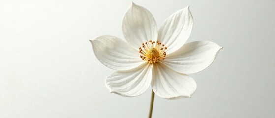 Obraz premium Elegant White Gold Flower, Hyperrealistic, Minimalist, Product Photo