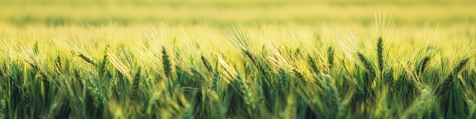 Fototapeta premium Lush green crop field under soft evening light.