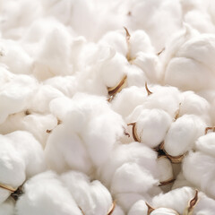 cotton 목화솜