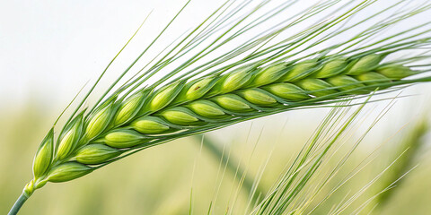 Green Wheat Ear