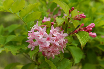 風に揺れるタニウツギ