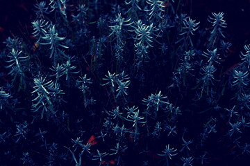 Rosmarien Busch im Winter wie ein Tannenwald aussehend