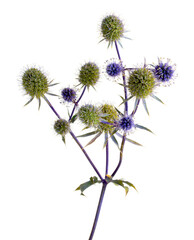 Eryngium (sea holly) isolated on white