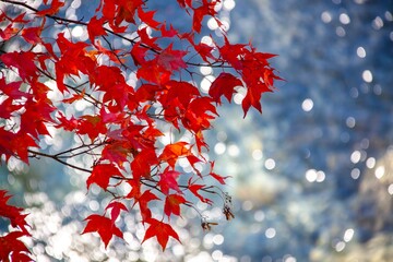 The rippling water and swaying maple leaves make a beautiful autumn painting.