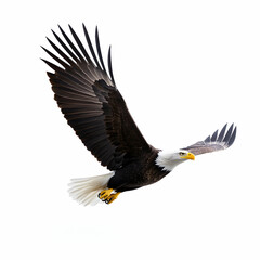 Fototapeta premium Majestic eagle soaring in clear blue sky.
