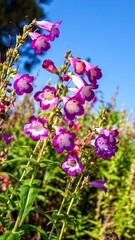 Under the blue sky and white clouds, colorful flowers sway gently.