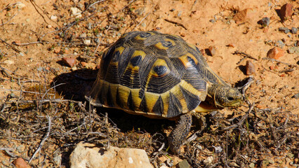Angulate Tortoise (Chersina angulata) in natural habitat, Western Cape, South Africa