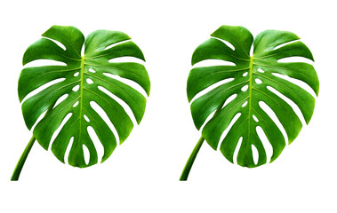 Top veiw, Bright fresh two monstera green leaf isolated on white background for stock photo or...