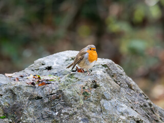 Un rouge-gorge sur un rocher