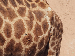 Giraffe skin texture for wildlife nature and environment background.