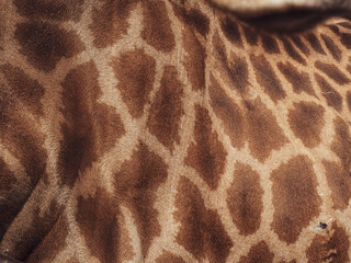 Giraffe skin texture for wildlife nature and environment background.