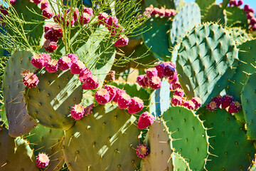 Prickly Pear Cactus with Vibrant Magenta Fruit Close-Up Perspective