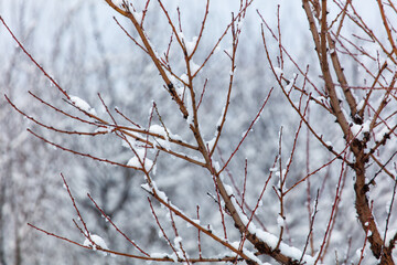 A tree branch covered in snow