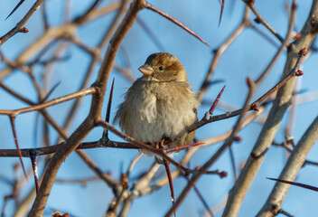A small bird is perched on a branch of a tree