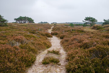 Path through an open landscape. Trekking in the Nordic moorland with bell heather in autumn.