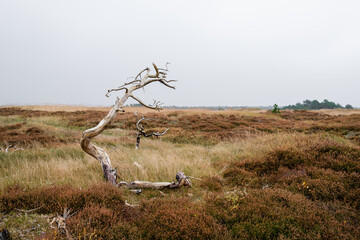 Withered tree with bent trunk in a harsh coastal environment with strong winds. Purple-flowered heather growing in the moorland. Open landscape with no people.