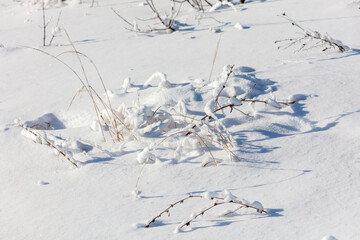 A branch covered in snow is laying on the ground