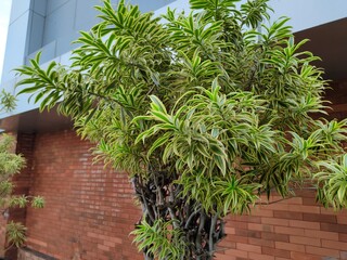 Dracaena marginata in an aesthetic pot is able to produce oxygen, while also controlling humidity levels in the room.
