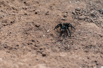 Black tarantula crawling on dry, textured dirt ground