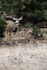 A deer standing alert in a grassy woodland clearing surrounded b