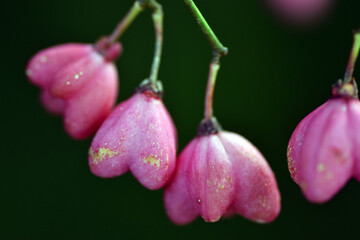 Pink fruits of spindle (Euonymus europaeus) on a green background