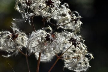 Feathery fruits of old man's beard (Clematis vitalba)