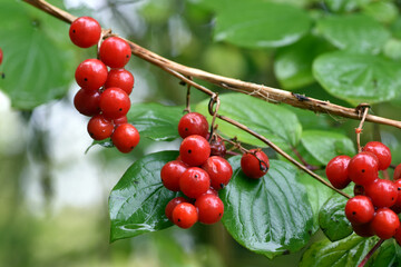 Red fruits of Dioscorea communis or Tamus communis seen up close