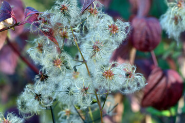Feathery fruits of old man's beard (Clematis vitalba)