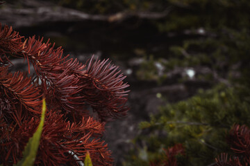 Obraz premium A peak at majestic secret forest