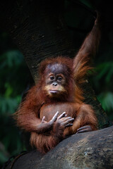 Portrait of Baby Sumatran Orangutan