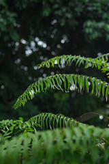 fresh green fern leaves with bokeh forest background