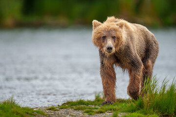 Fototapeta premium Katmai Brown Bear in the Brooks River