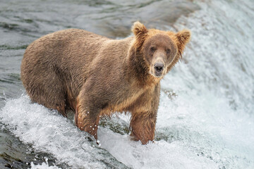 Brown Bear Fishing at Brooks Falls