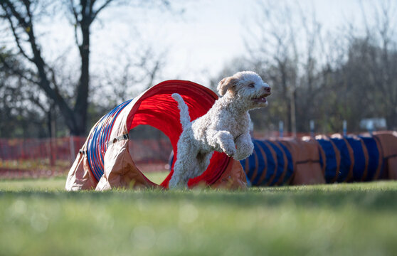Spanish water dog. Dog racing in agility.