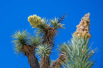 A spiny wild cactus plant in Tucson, Arizona