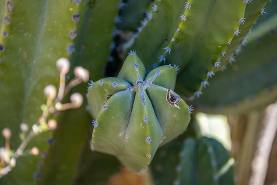 A spiny wild cactus plant in Tucson, Arizona