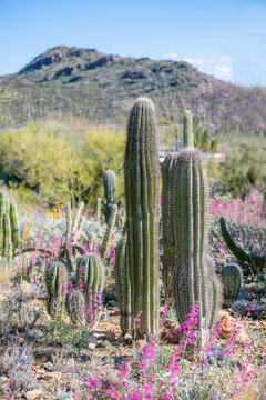 A spiny wild cactus plant in Tucson, Arizona