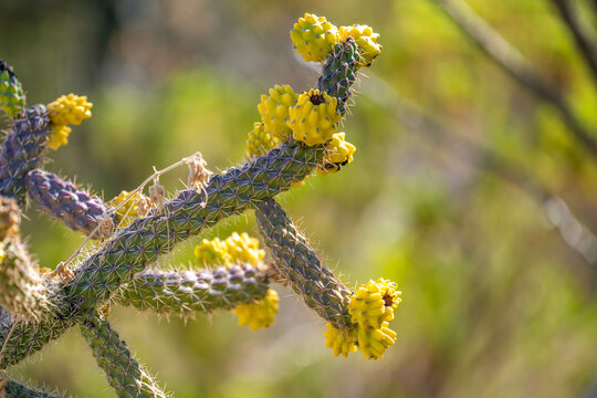A spiny wild cactus plant in Tucson, Arizona