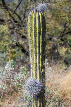 A spiny wild cactus plant in Tucson, Arizona