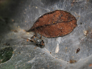 housefly on spider fiber