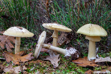 Amanita phalloides. Amanita faloides, Green Oronja or Green Hemlock in oak forest.