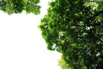 Tropical plants bush on isolated against transparent background. Tree for reducing carbon dioxide concept