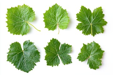 Set of grape leaves isolated on a white background