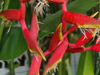 Banana plants or Heliconia are a type of tropical ornamental plant Musaceae. similar to the Bird of Paradise flower or Strelitzia nicolai.