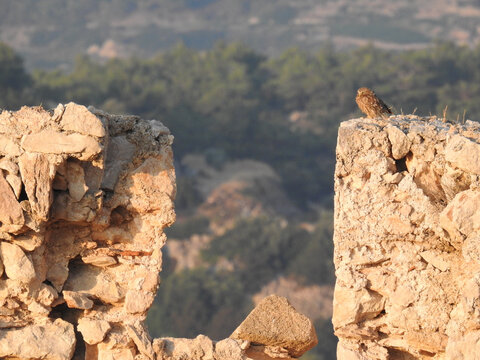 Ruine der Kritinia Castle, obenauf sitzt eine kleine Eule