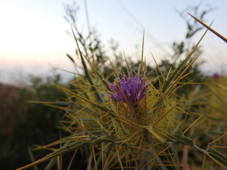 Korbbl&uuml;tler Picnomon Acarna auf Rhodos, Griechenland, im Abendlicht