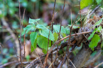 Close-Up of Stinging Nettle Among Dry Branches in Forest Undergrowth