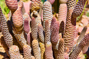 Cylindrical Cactus Cluster in Sunlit Desert Close-Up