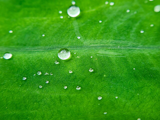 Beautiful natural details. Summer nature macro pattern.  Green leaf texture with water drops